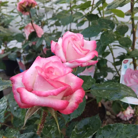 Paradis * Saint-Paul-lès-Dax