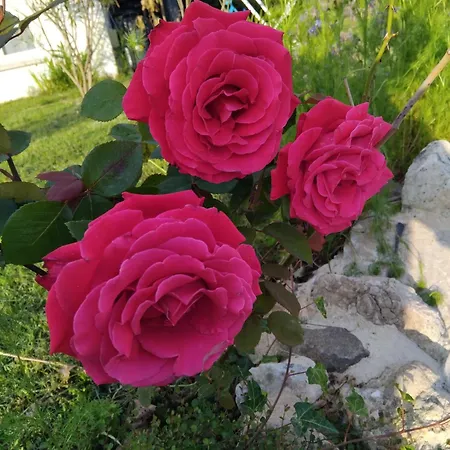 Paradis * Saint-Paul-lès-Dax