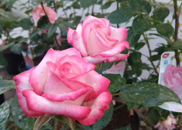 Paradis * Saint-Paul-lès-Dax