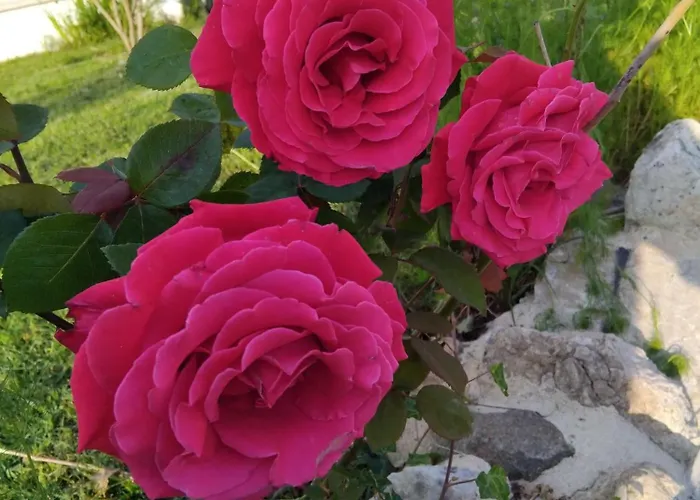 Paradis * Saint-Paul-lès-Dax